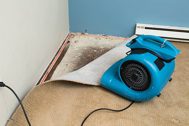 Best Mold removal after water damage  in Carol Stream, IL